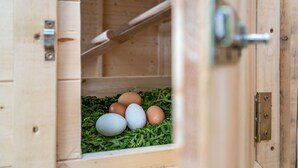 Une volière en bois, dotée d’un loquet, contenant des œufs posés sur un lit de matière végétale verte.