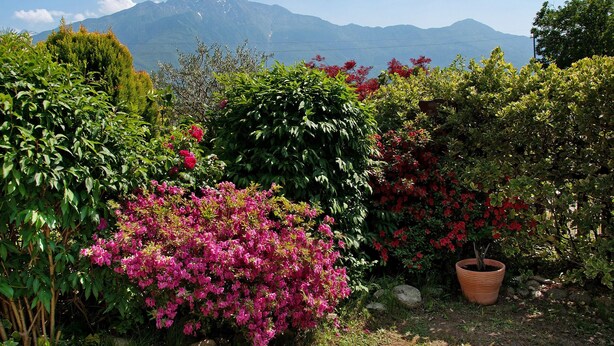 Un jardín con diversas plantas y una montaña al fondo.