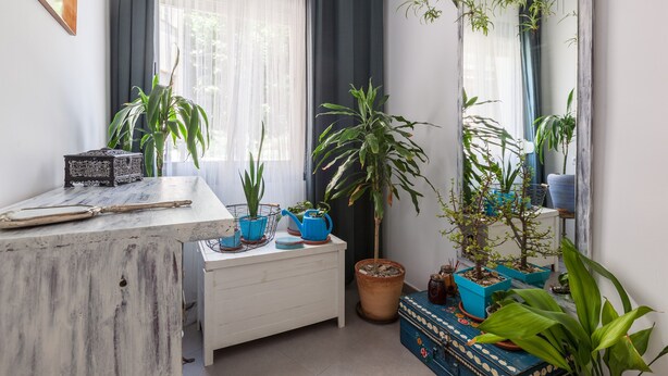 A room with a wooden desk, a large mirror, and various potted plants.