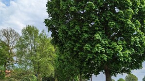 A paved rural road flanked by lush greenery and white flowering bushes.