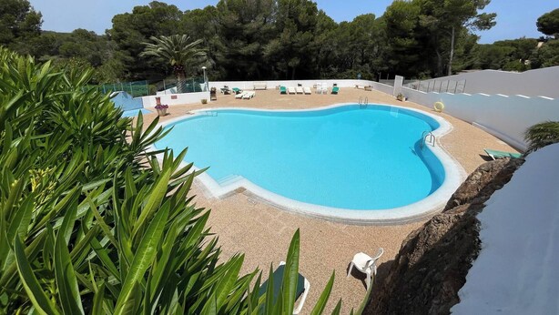 A swimming pool with lounge chairs and a palm tree.