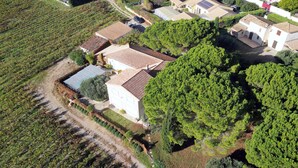 An aerial view of a residential area with houses, a vineyard, and a large tree. - Villa for 10 people with swimming pool. (Montpeyroux)