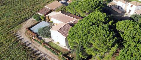 An aerial view of a residential area with houses, a vineyard, and a large tree.