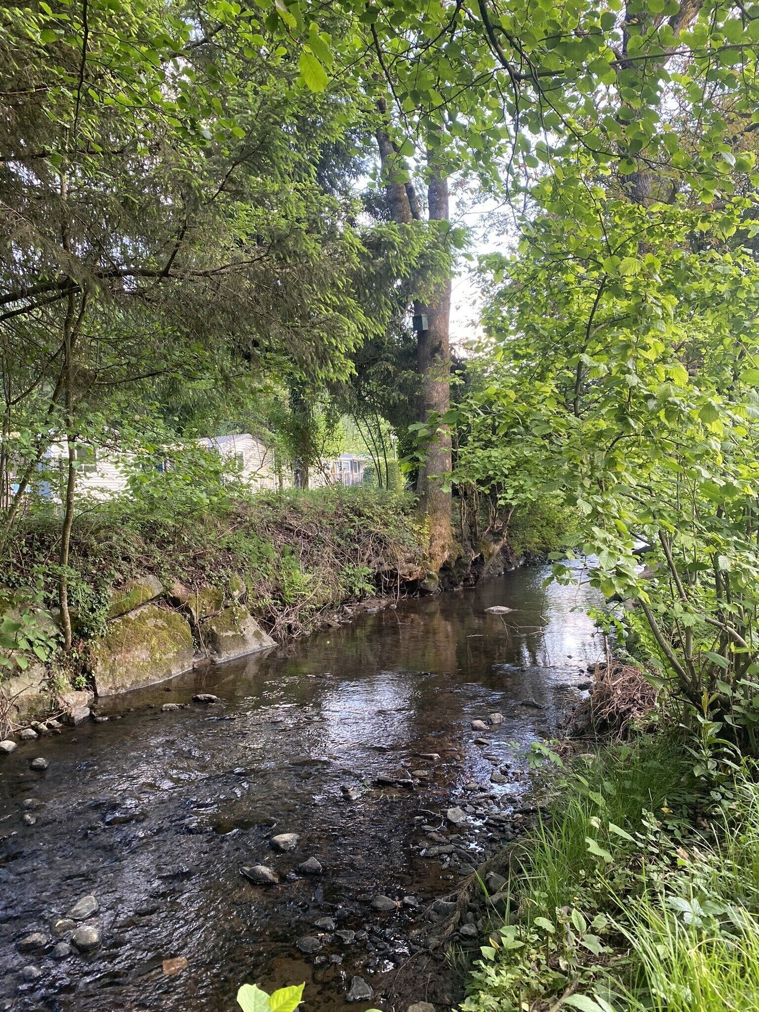 A natural stream with rocks and greenery, surrounded by trees and vegetation.