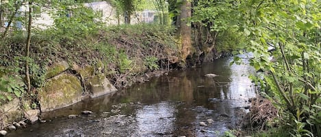 A natural stream with rocks and greenery, surrounded by trees and vegetation.