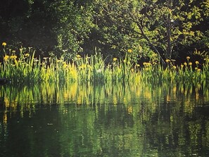 Une étendue d’eau calme, bordée de hautes herbes et avec des arbres en arrière-plan.