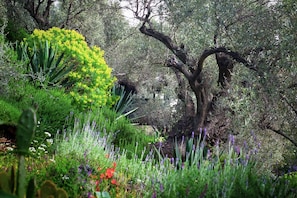 Property grounds - Happinest Treehouse - A magical cabin by the sea with amazing views. (Magnesia)