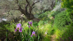 Un jardin avec un sentier, des fleurs violettes et divers arbustes.