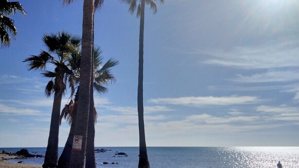 Ein Strand mit Palmen und dem Meer.