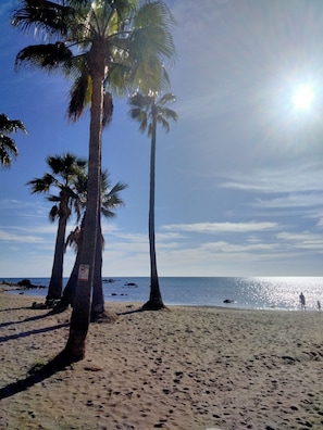 Ein Strand mit Palmen und dem Meer.