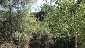 Ein natürliches Schwimmbecken, umgeben von dichter Vegetation und Felsen.
