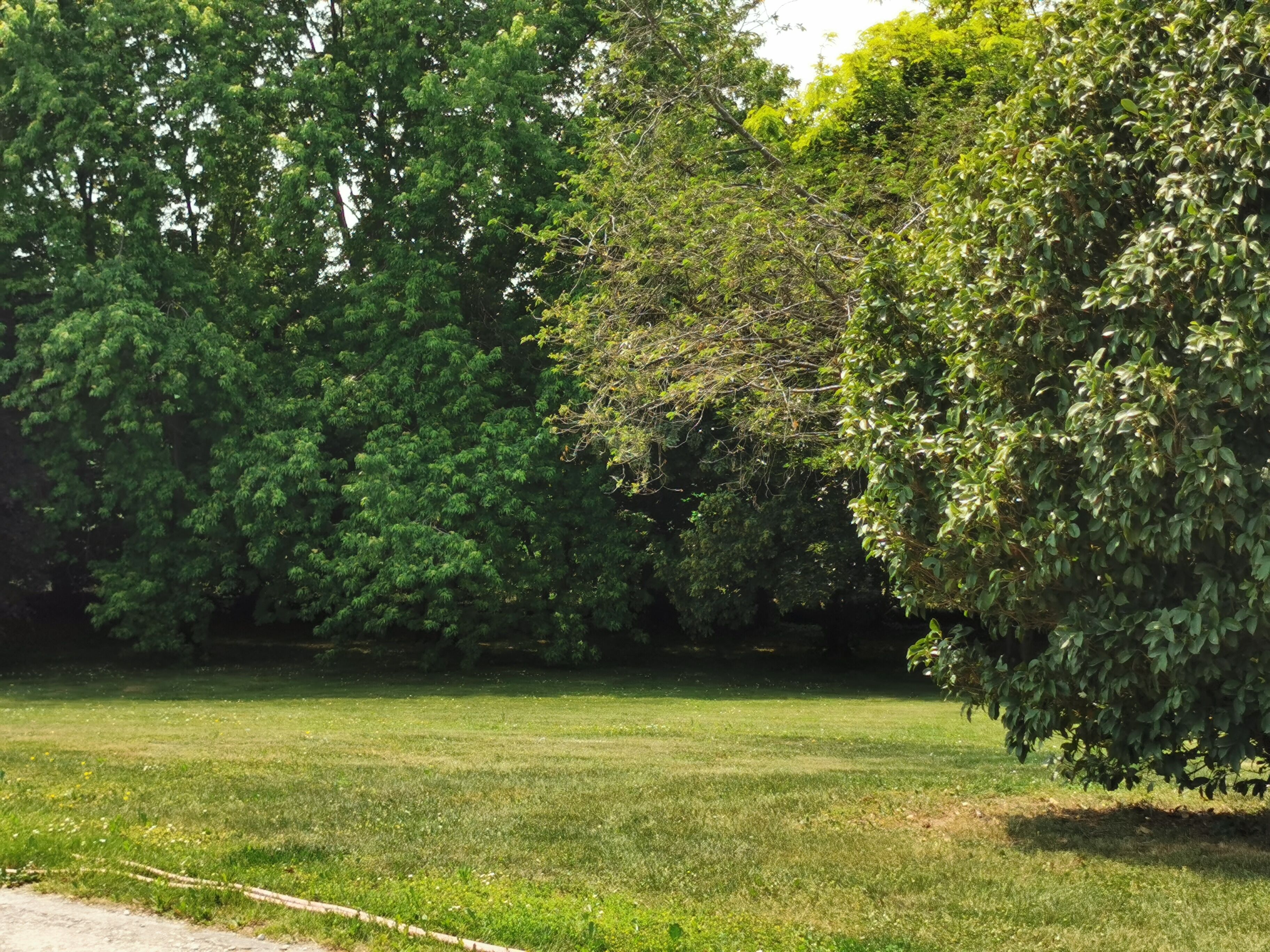 Un espace vert avec de l’herbe, de nombreux arbres et un ciel dégagé.