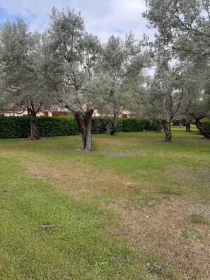 Surrounded by mature olive trees, this serene outdoor space offers a peaceful retreat.