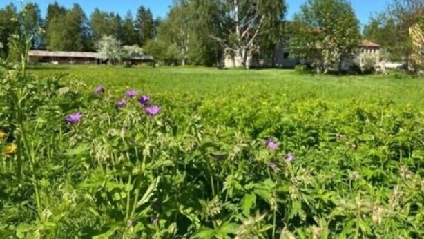 Un jardin avec de l’herbe verte et des fleurs violettes, des arbres, et un bâtiment en arrière-plan.
