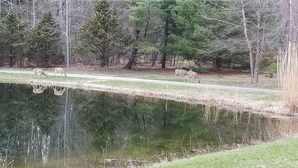 Un étang où l’on peut observer des cerfs qui paissent à proximité, entouré d’arbres et d’une zone herbeuse.