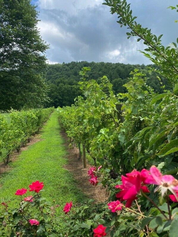 Vinhedo com fileiras de videiras e flores cor-de-rosa desabrochando.