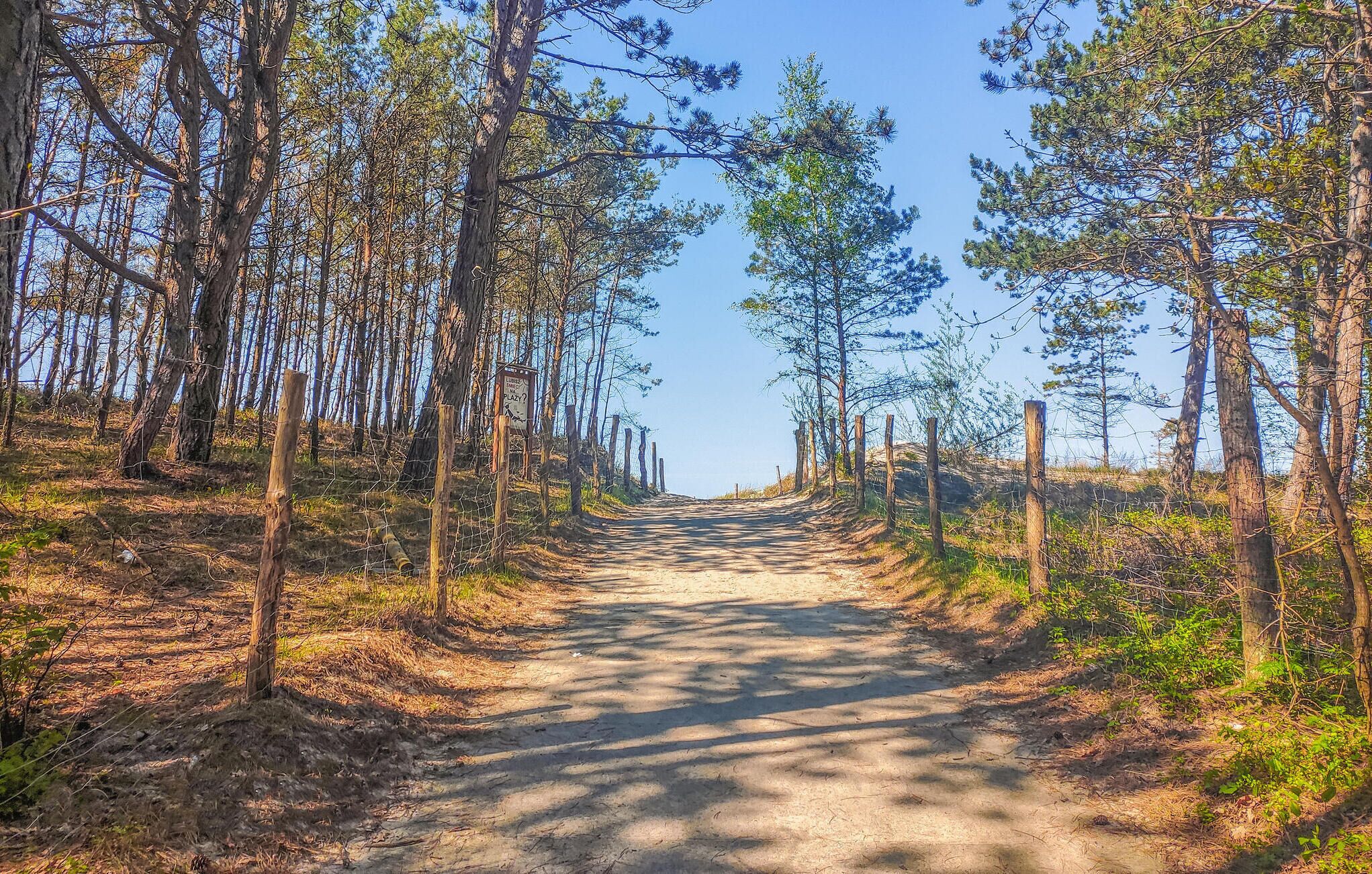 Un sendero de tierra flanqueado por altos pinos y postes de madera, que se adentra en un área boscosa.