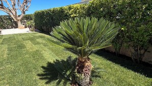 A well-maintained lawn with a palm tree and a large tree with bare branches.