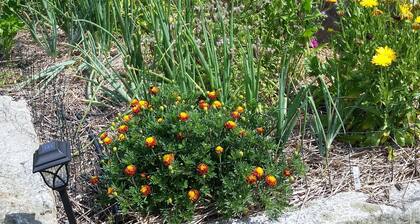 Fabulous, restful, studio with AC in charming Hopkinton