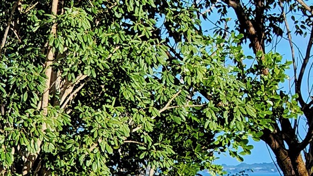 Een uitzicht met bomen langs de weg en een heldere lucht.