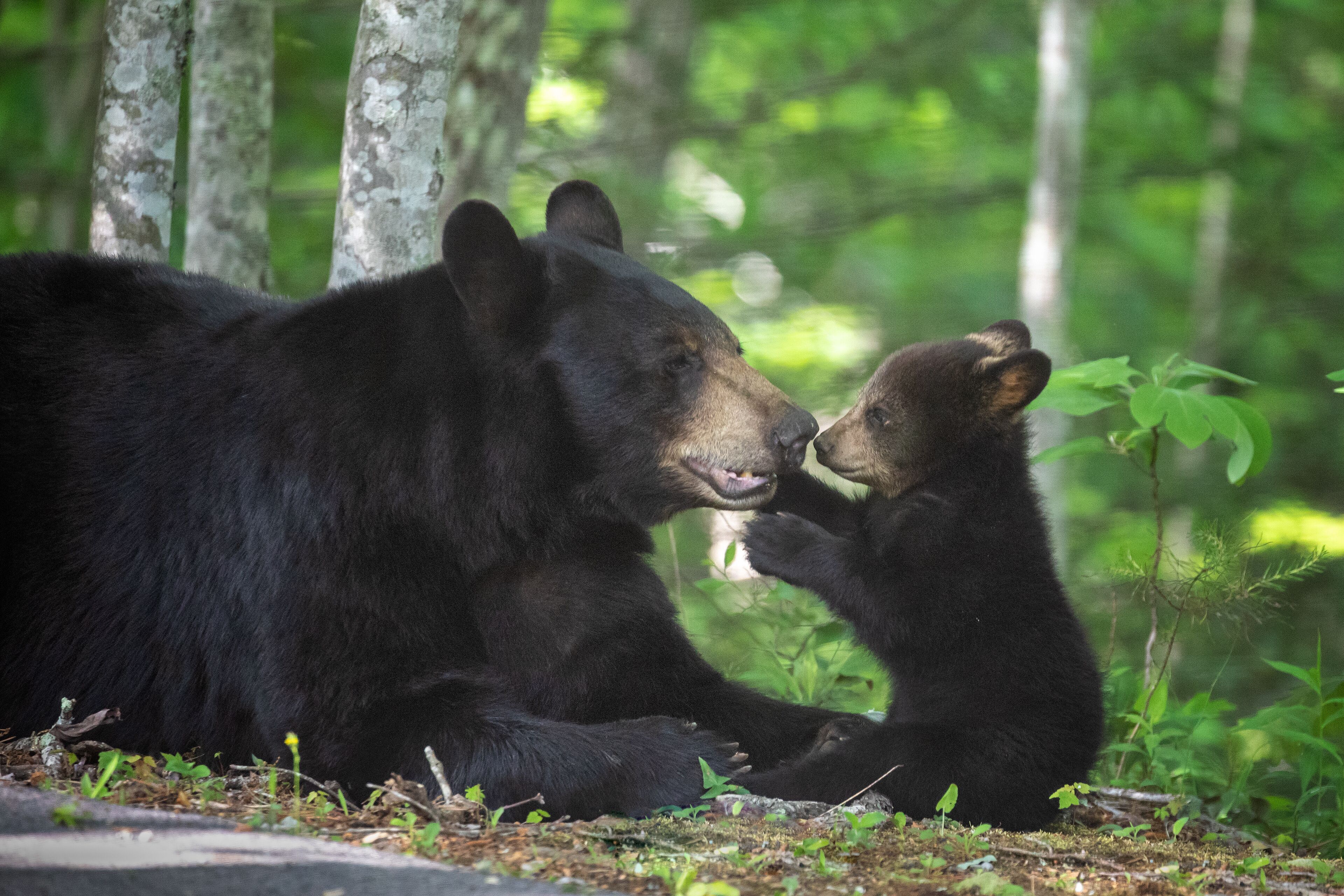 Un oso y su cachorro en un bosque.