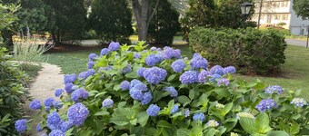 Private pool, fire pit, hummingbirds in comfortable colonial style private home.