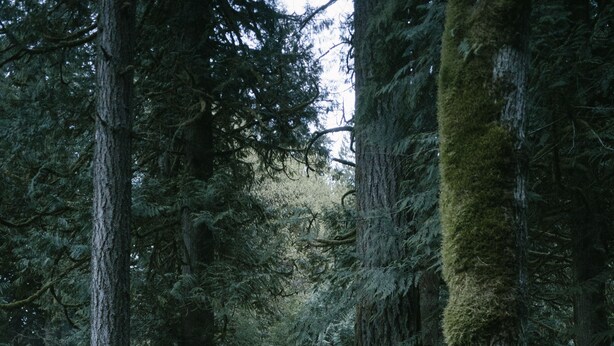 A cabin surrounded by tall trees with a gravel path leading to it.