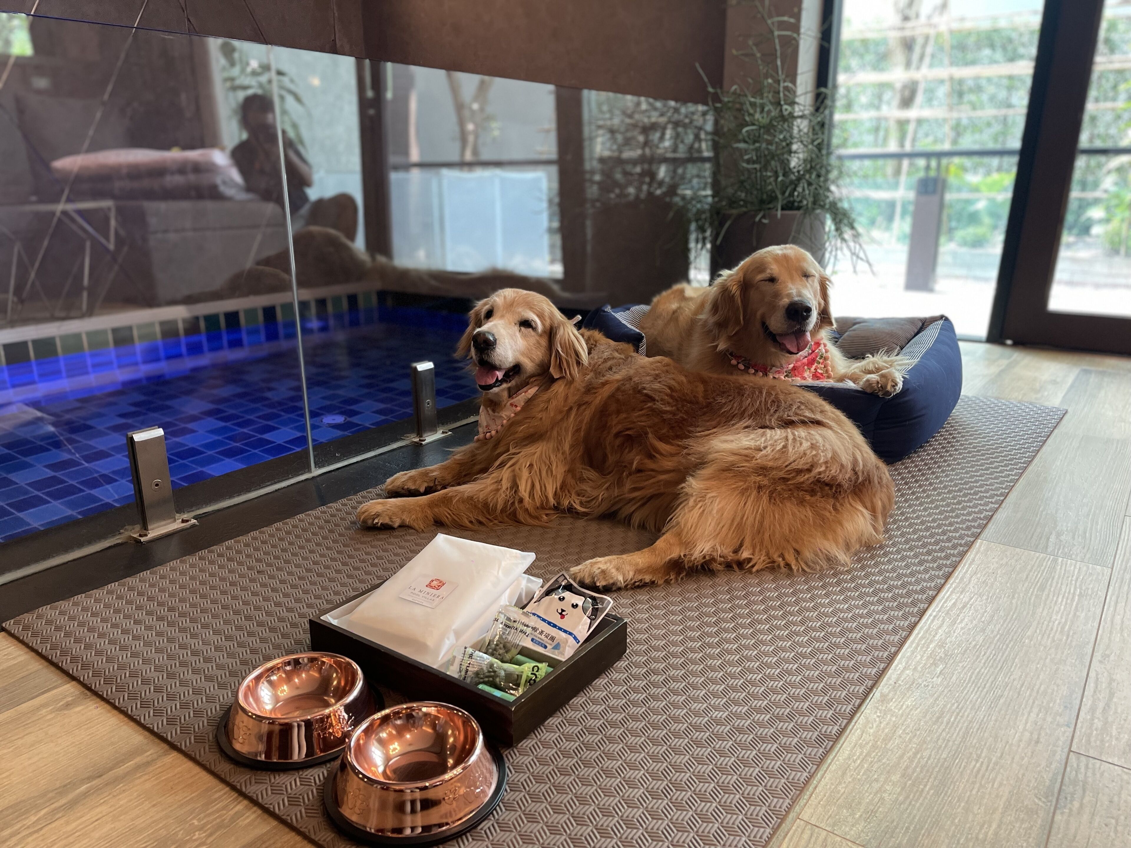 Two golden retrievers lying on a mat near a glass door, with a tray of dog food and bowls in front of them.