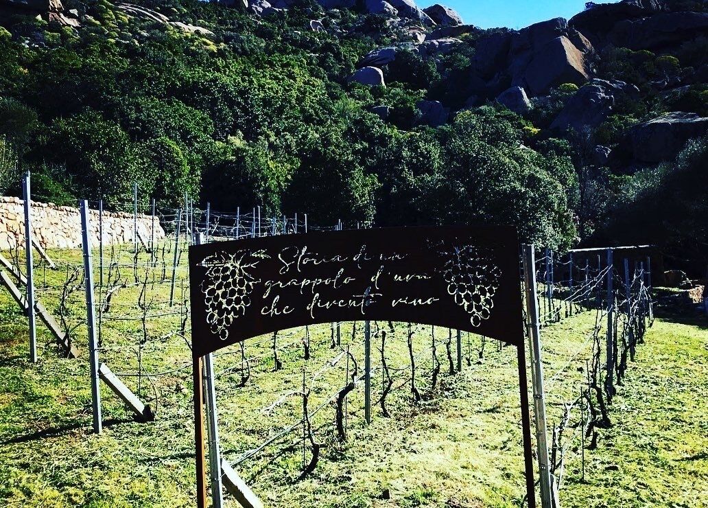 A vineyard with rows of grapevines and a sign with handwritten text.