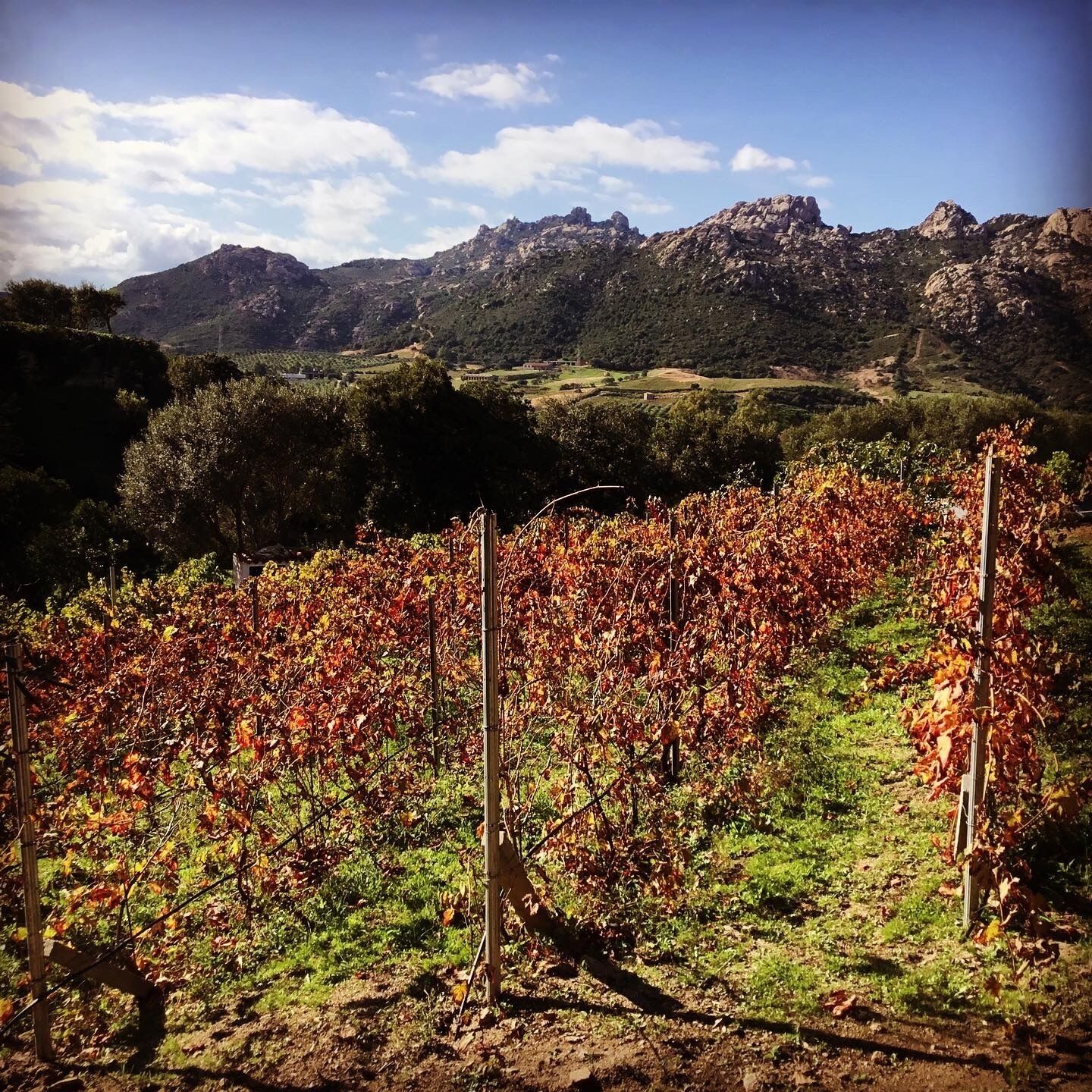 A vineyard with rows of grapevines, a wooden fence, and a mountainous backdrop.