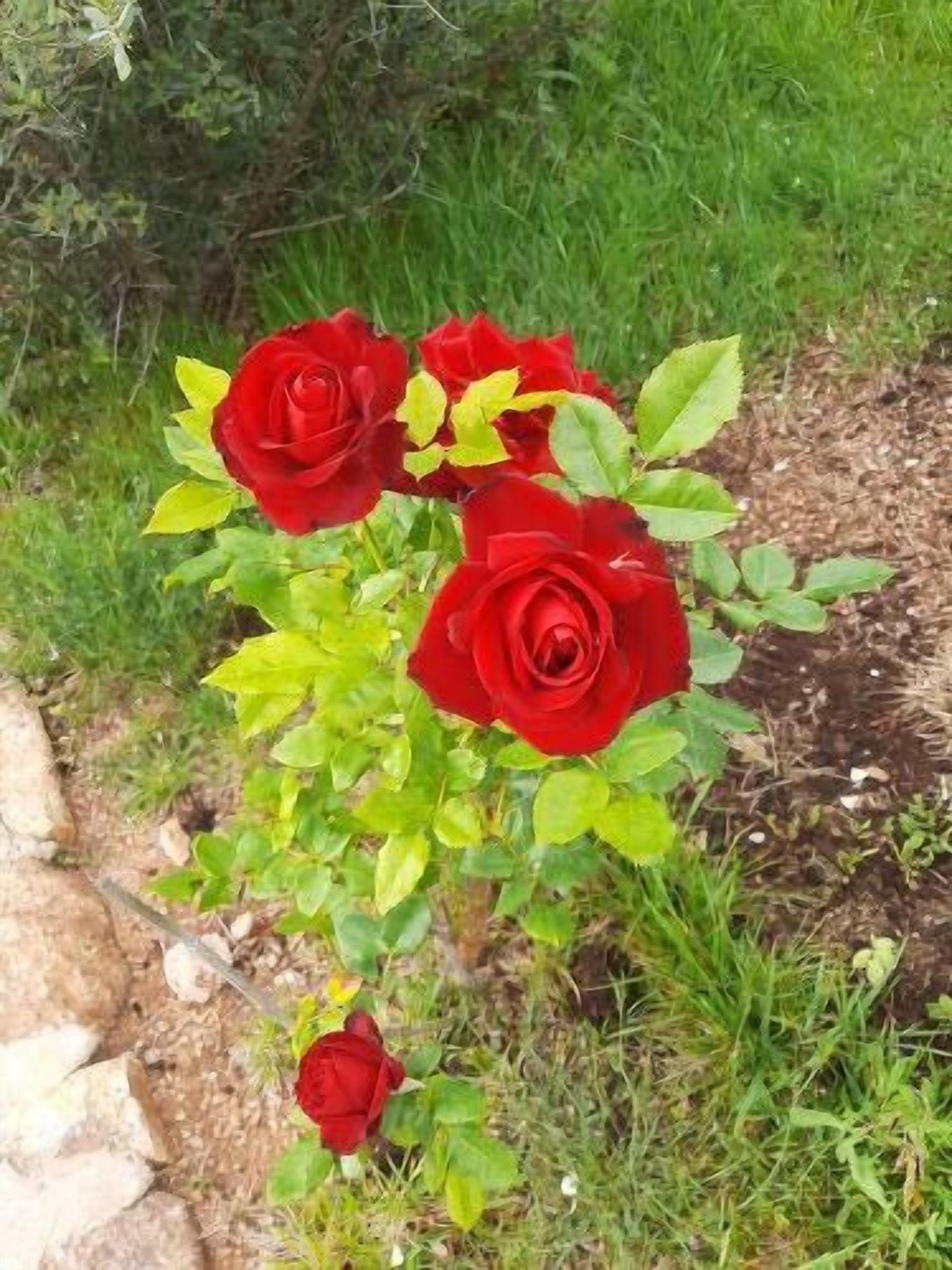 Un jardín con rosas rojas y follaje verde.