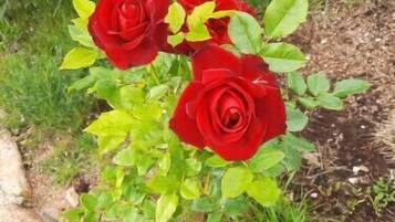 Un jardín con rosas rojas y follaje verde.