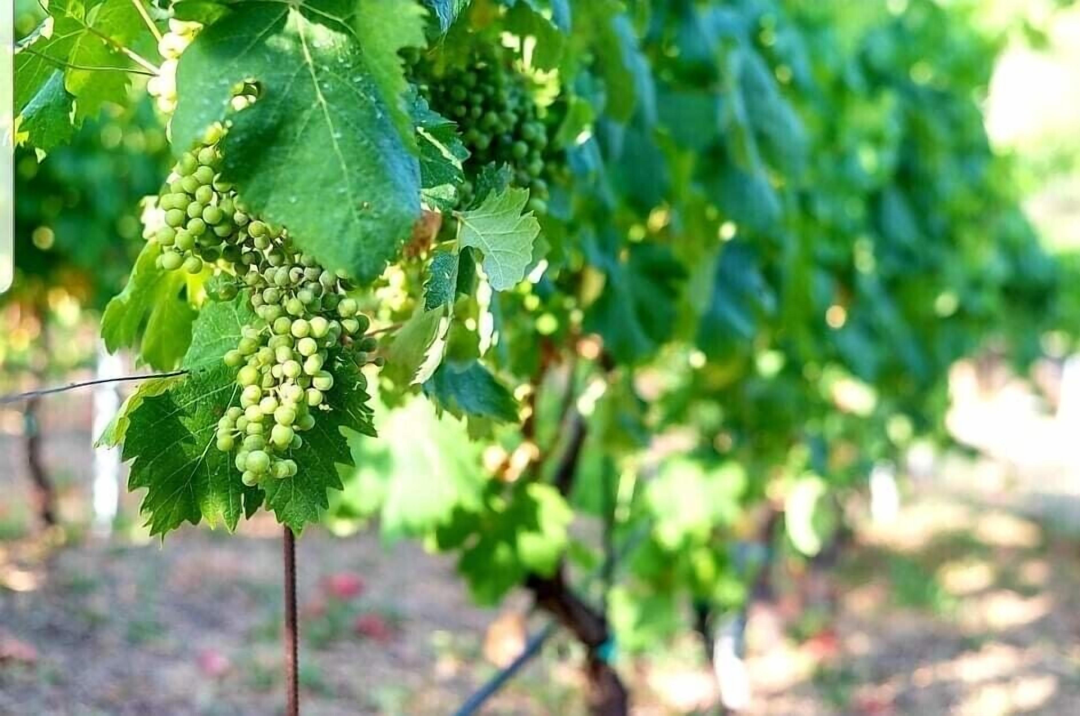 Viñedo con hileras de vid y racimos de uvas verdes.