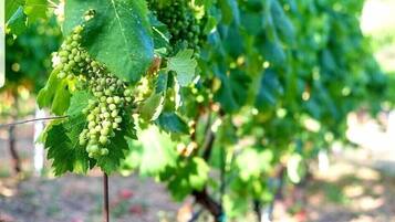 Viñedo con hileras de vid y racimos de uvas verdes.