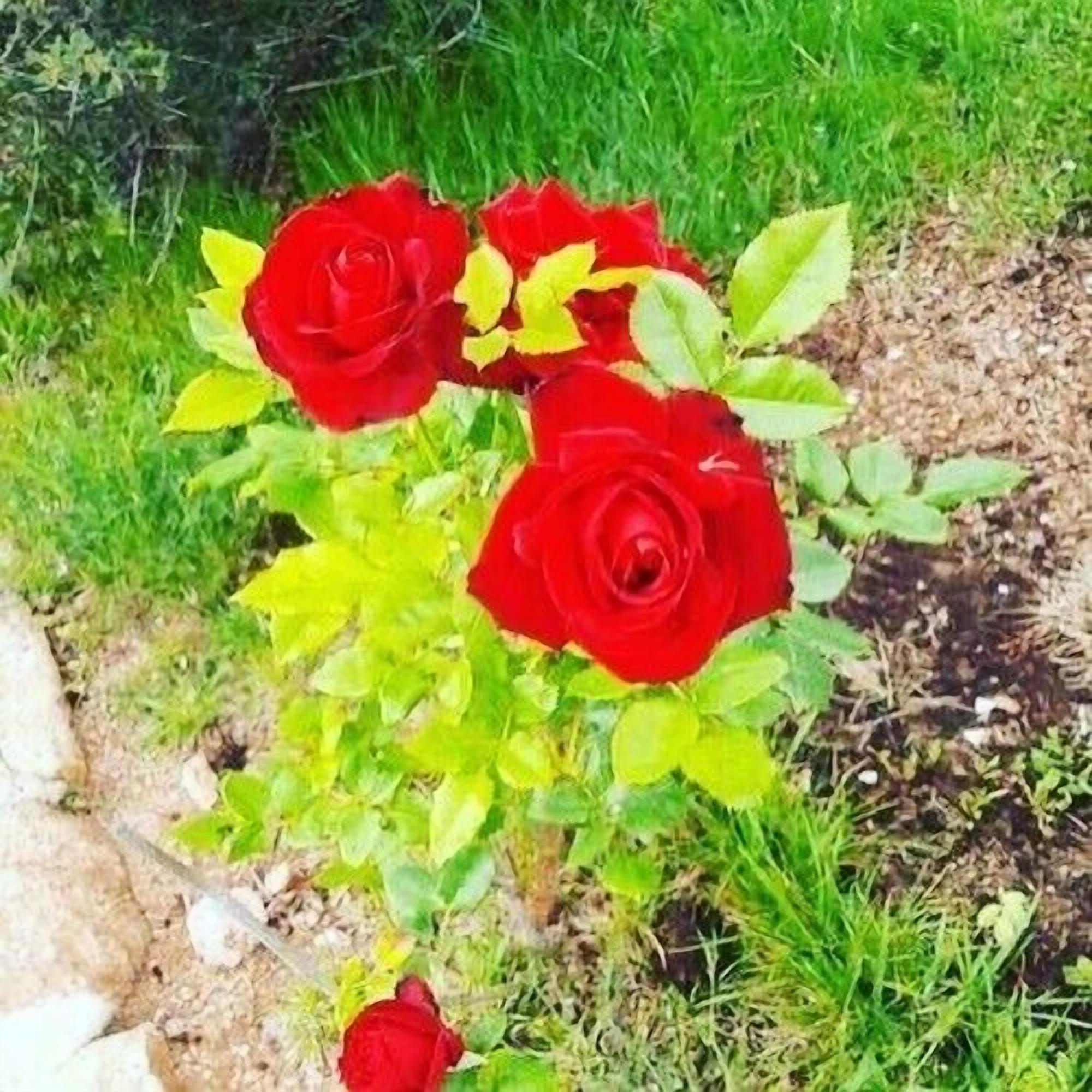 A garden with red roses and green foliage.