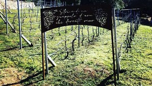 A vineyard with rows of grapevines and a sign indicating the location. - The starfish room (Palau)