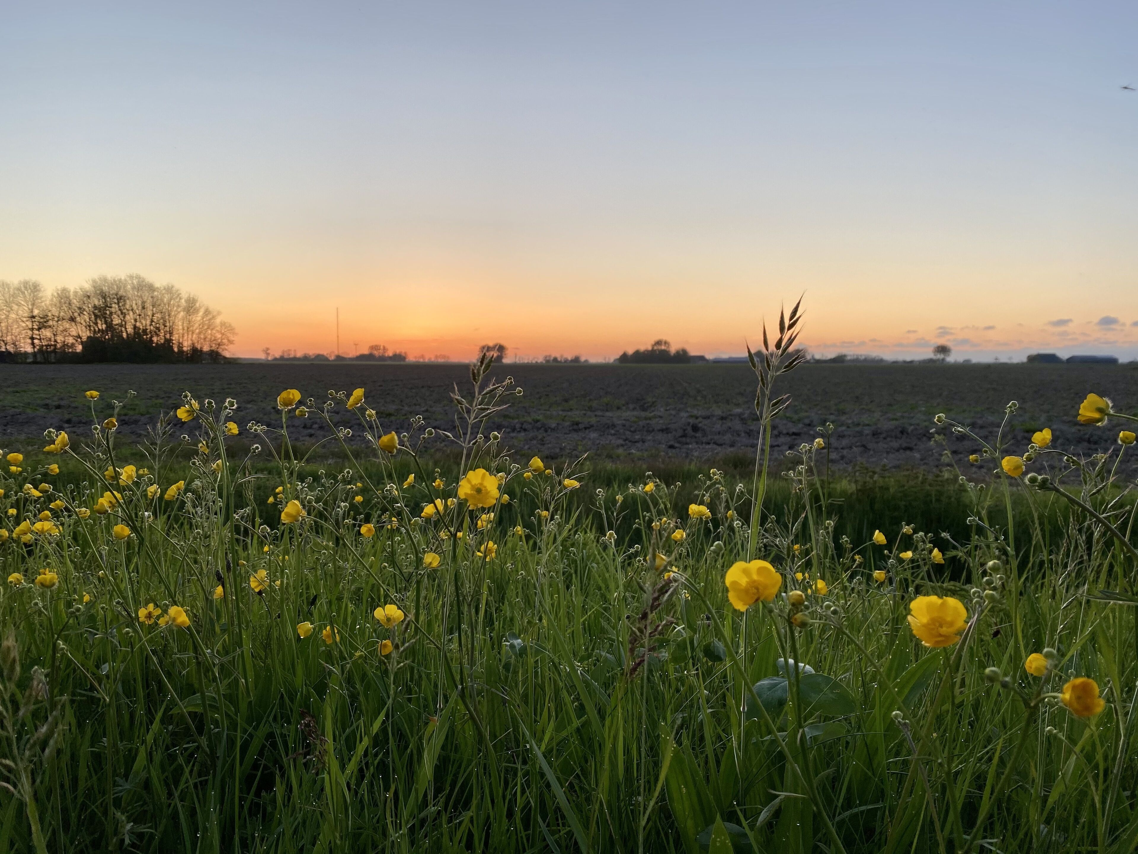Ein Feld voller gelber Blumen mit untergehender Sonne im Hintergrund.