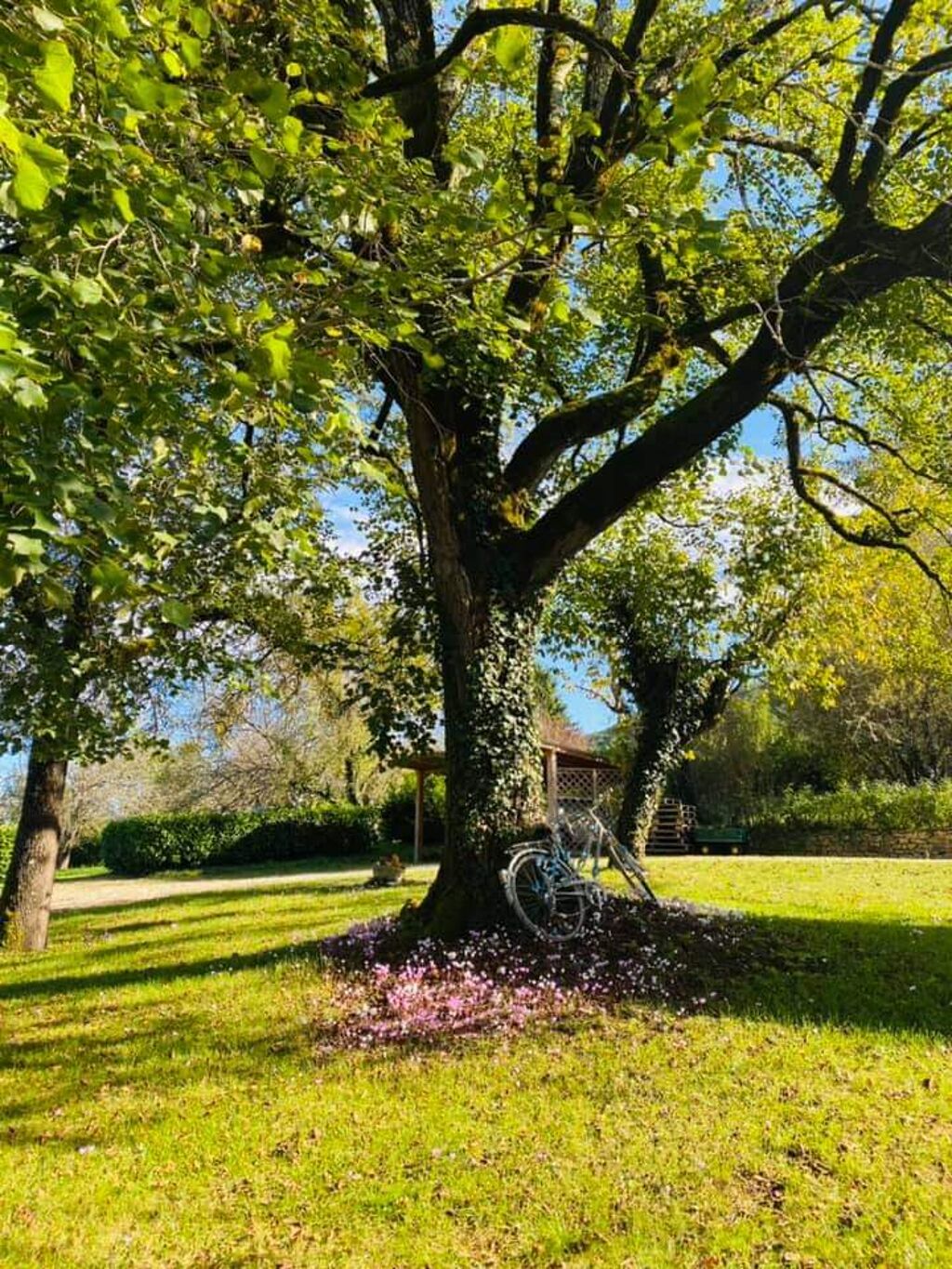 A tree with a bicycle leaning against it in a park.