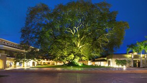 Un árbol grande frente a un edificio de varios niveles y un área pavimentada en primer plano.