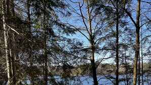 Un sentier de pierres serpente à travers une zone boisée, bordée de grands arbres, avec une étendue d’eau en arrière-plan.
