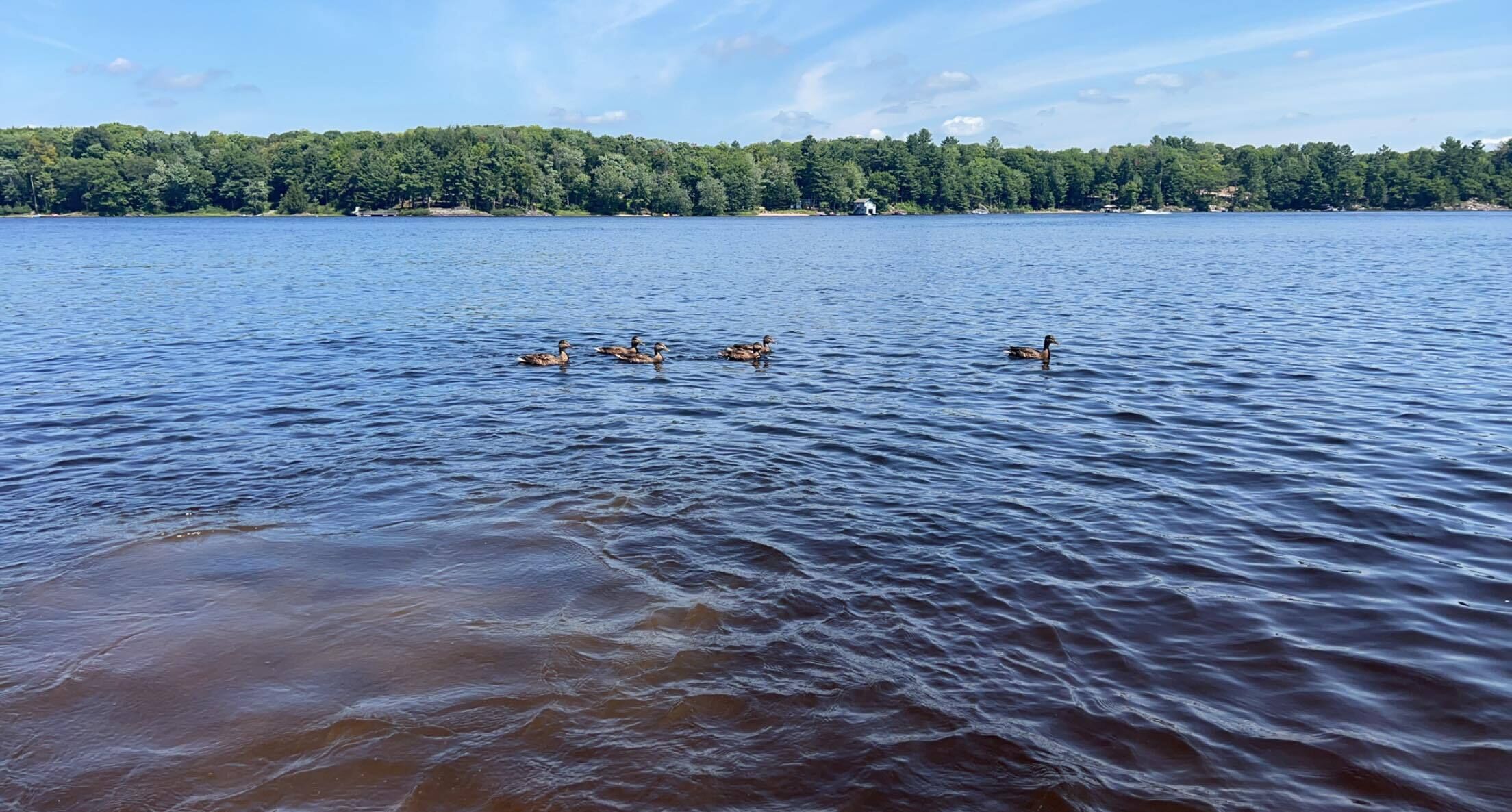 A lake with ducks swimming.