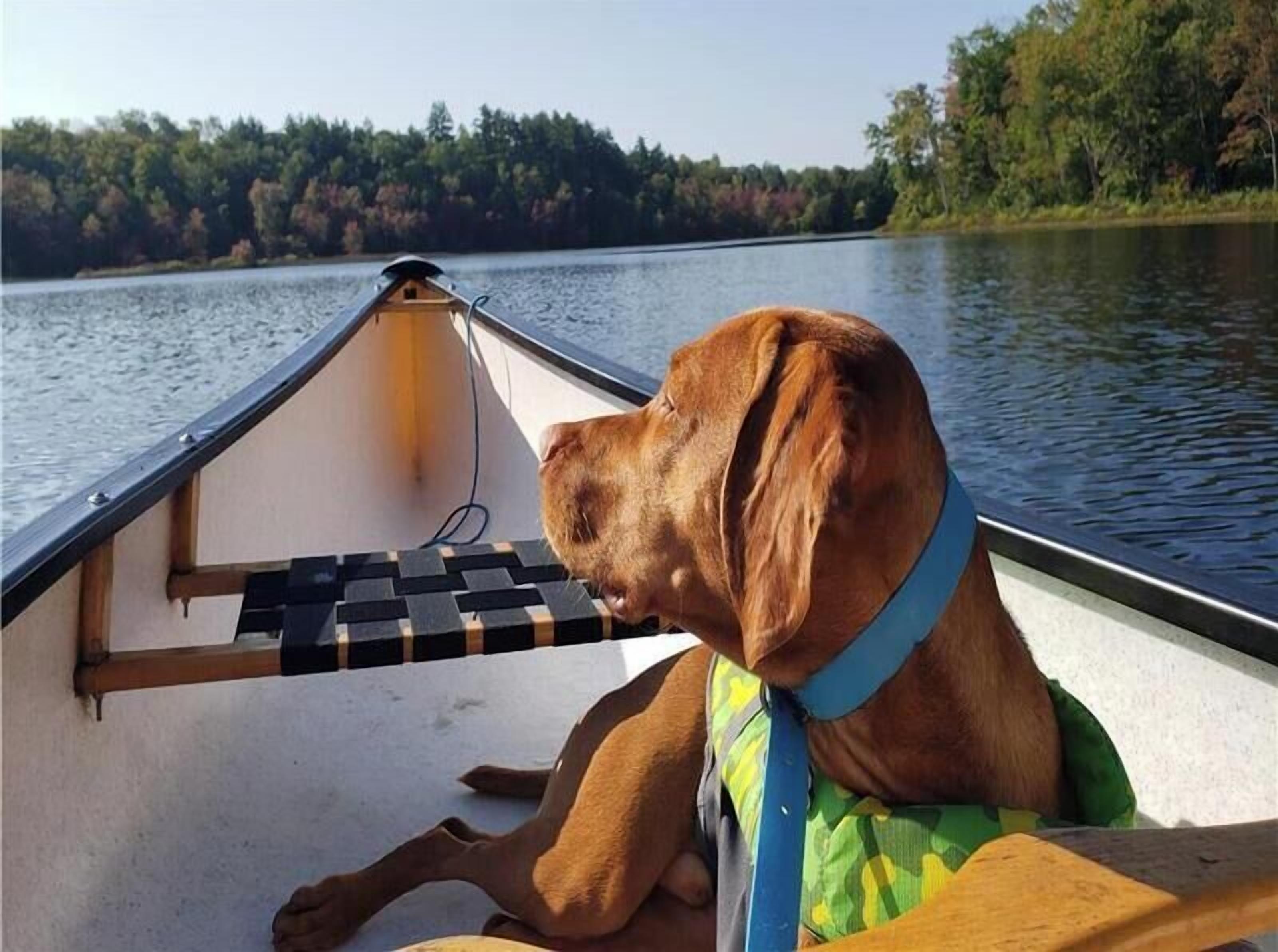 Een hond in een boot met een geruit zitje, die uitkijkt over een wateroppervlak met bomen op de achtergrond.