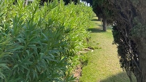 A garden with neatly trimmed hedges and tall trees.