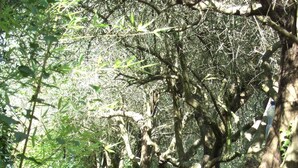 Un sendero estrecho y sombreado que atraviesa un bosque verde y tupido con árboles y sotobosque.