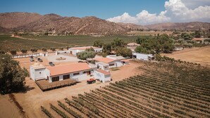 Un vignoble avec des rangées de vignes, un bâtiment blanc avec un toit rouge et, en arrière-plan, un paysage montagneux.