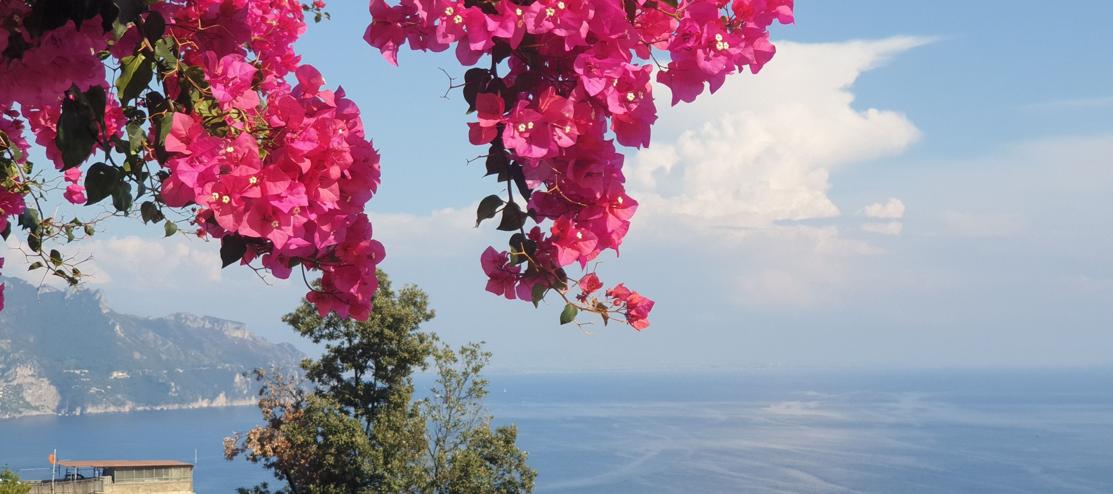 Udsigt over kysten med buganvillea blomster og en klar himmel.