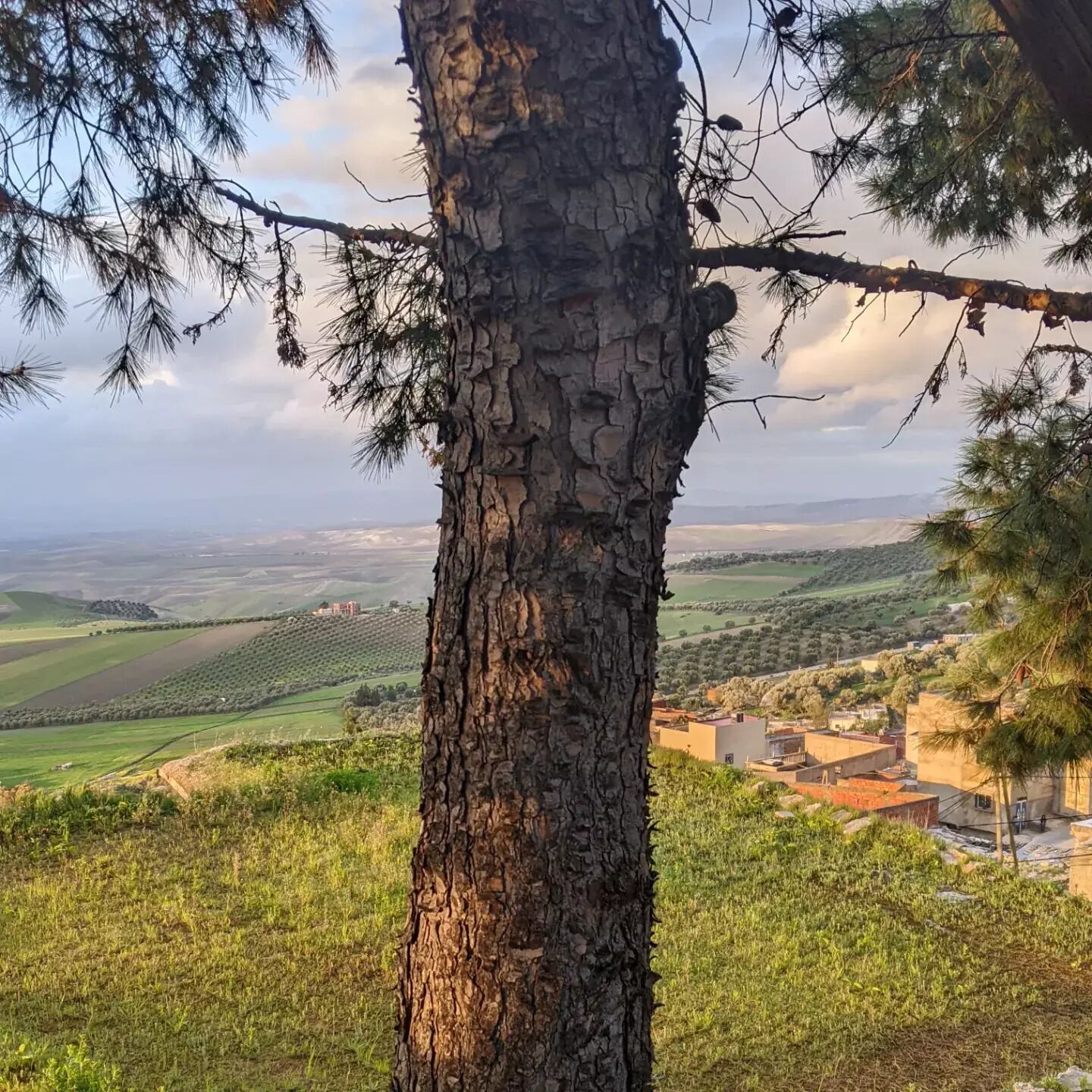 A tree trunk with a view of a rural landscape, including fields and a small village.