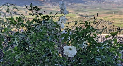 For a better understanding of ecological agriculture.