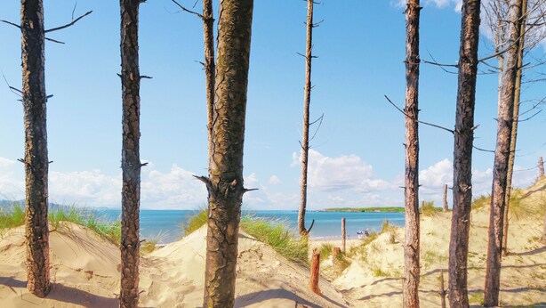 Eine Strandlandschaft mit Dünen und Bäumen.