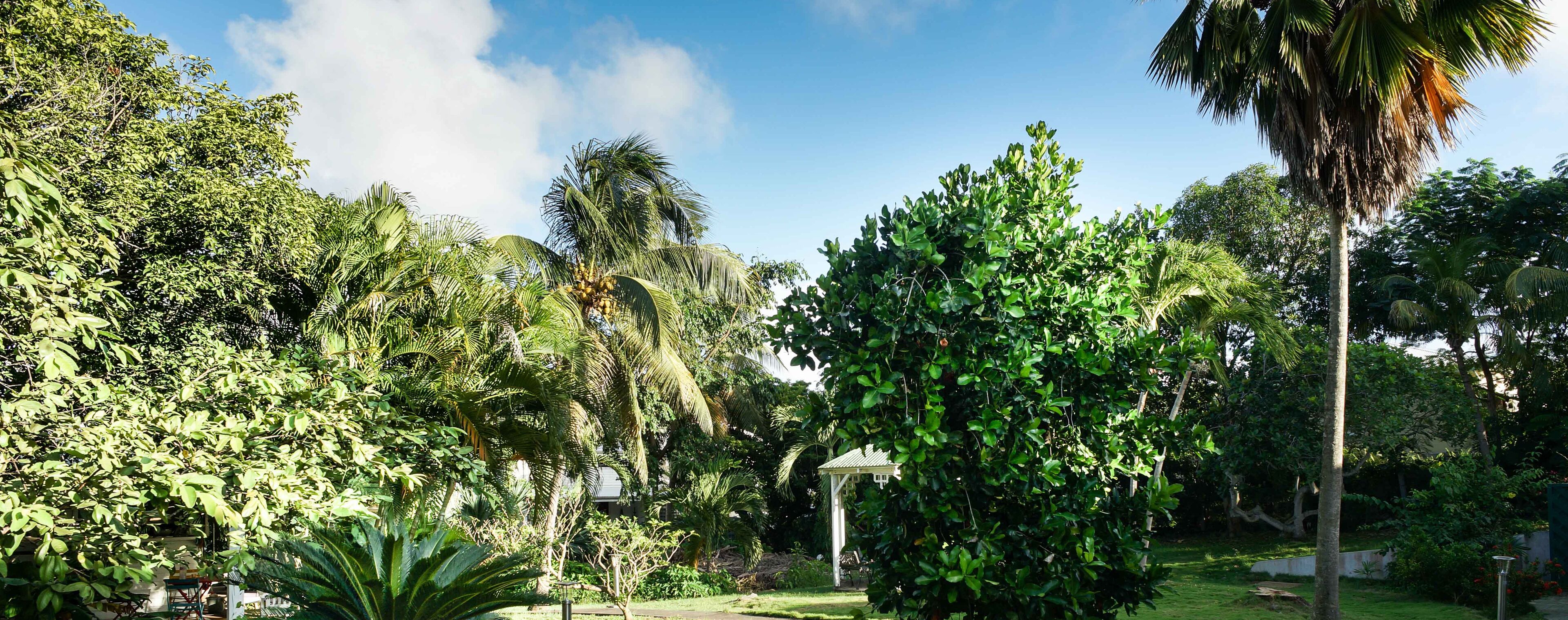 Un jardín exuberante con varios árboles y un pabellón.
